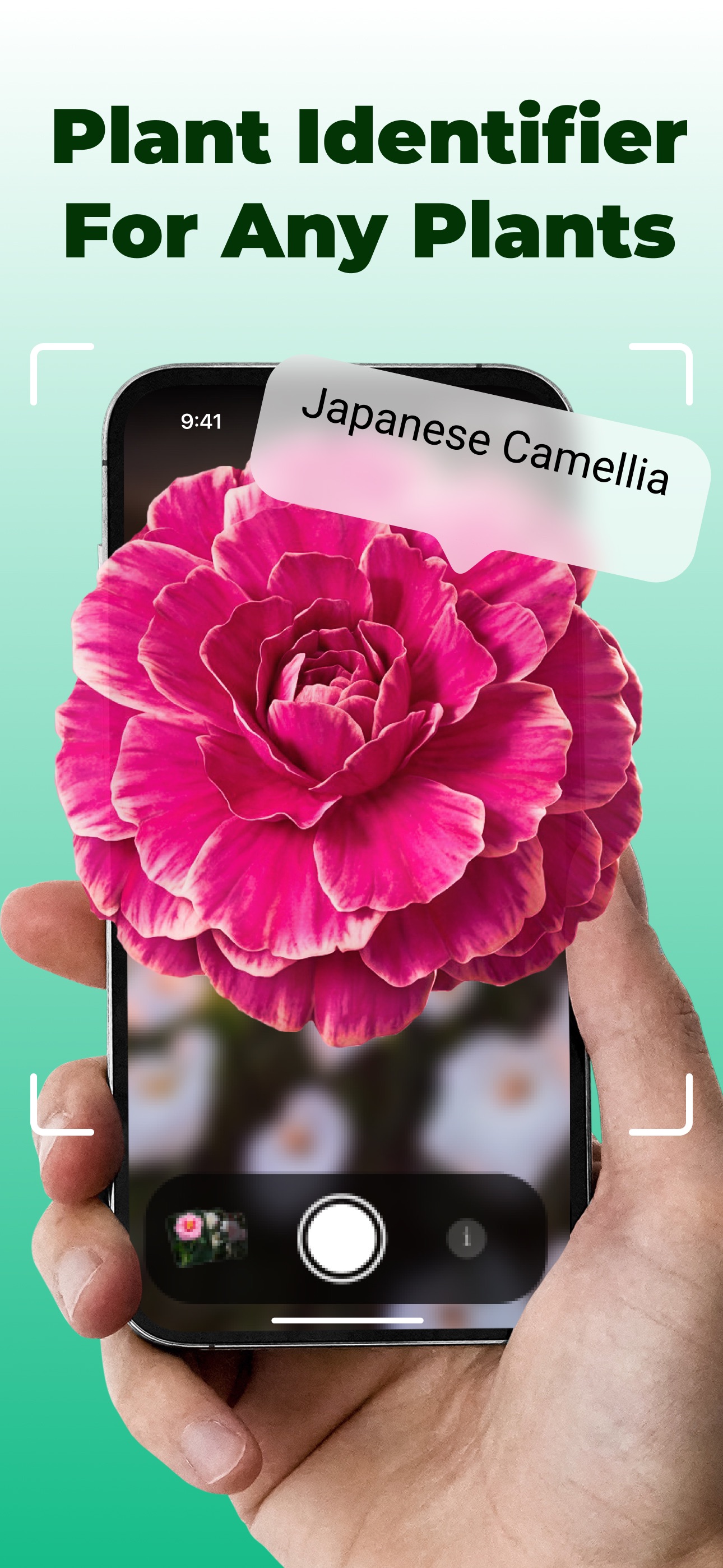 Plant identification by photo: camera identifying a Japanese Camellia